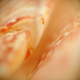 Illustration for article titled Shooting Challenge: Macro Gallery 2